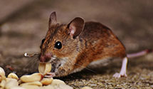 24 Hour & Emergency Exterminators in Avon Products, CA